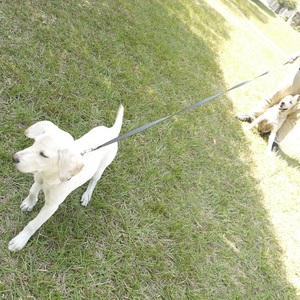 Seguridad reflectante Pet Nylon Recall Training Lead Dog Walking Correa larga extensible - Product Image 5