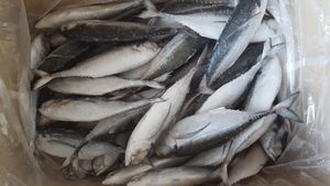 Maquereau entier congelé / Poisson du Vietnam Prix bas - Whatsap 0084 989 322 607 - Product Image 4