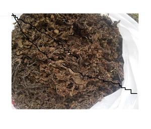 สาหร่ายซาร์กาซัมแห้ง สาหร่ายไข่สาหร่าย สาหร่ายซาร์กาซัม - Product Image 1