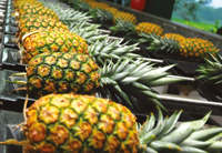 Verse Ananas Vietnam (Tien Giang)-10kg 20cm formaat Concurrerende Prijs Standaard Kwaliteit Sunrise Merk 2 Jaar Houdbaarheid -Whatsapp