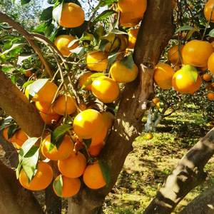 Kino Kinnow Segar Jeruk Keprok Jeruk Buah Jeruk dari Pakistan