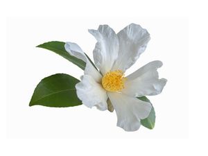 Aceite Portador de Semillas de Camelia Prensado en Frío 100% Puro con Aloe Vera, Jojoba, Oliva, Coco, Aguacate, Argán y Semilla Negra para el Cuidado del Cabello y la Piel - Product Image 4