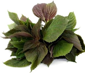 ผง SHISO-PERILLA ผง SHISO-PERILLA อินทรีย์เวียดนาม - Product Image 6
