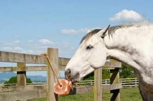 Instrument vétérinaire de cube de sel de léchage de cheval de l'Himalaya de haute qualité avec des cordes - Product Image 5