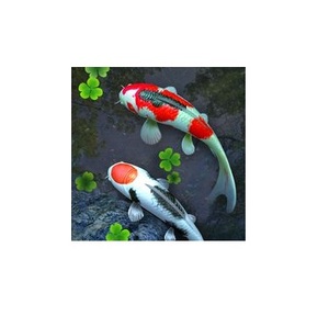 Hoomin — image de poisson en 3D, image colorée et jolie de haute qualité du VIETNAM - Product Image 1