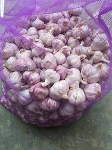 New Crop <b>Fresh</b> <b>Garlic</b> - <b>Garlic</b> Good Quality & Price for Wholesaler - Product Image 3