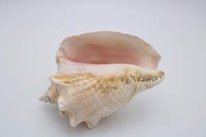Coquille de conque naturelle de grande taille, coquille de Cassia, coquille de Cassia cornuta, coquille de mer de grande taille - Product Image 6