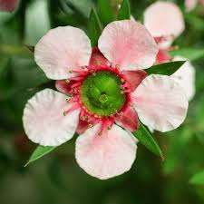 Huile essentielle de Manuka pure de la meilleure qualité, distillée à la vapeur et certifiée GMP, en provenance de Nouvelle-Zélande par AARNAV GLOBAL EXPORTS - Product Image 2