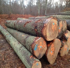 100% Natural Eucalyptus Wood Logs/ <strong>Sawn</strong> <strong>Timber</strong> with Best Price - Product Image 6