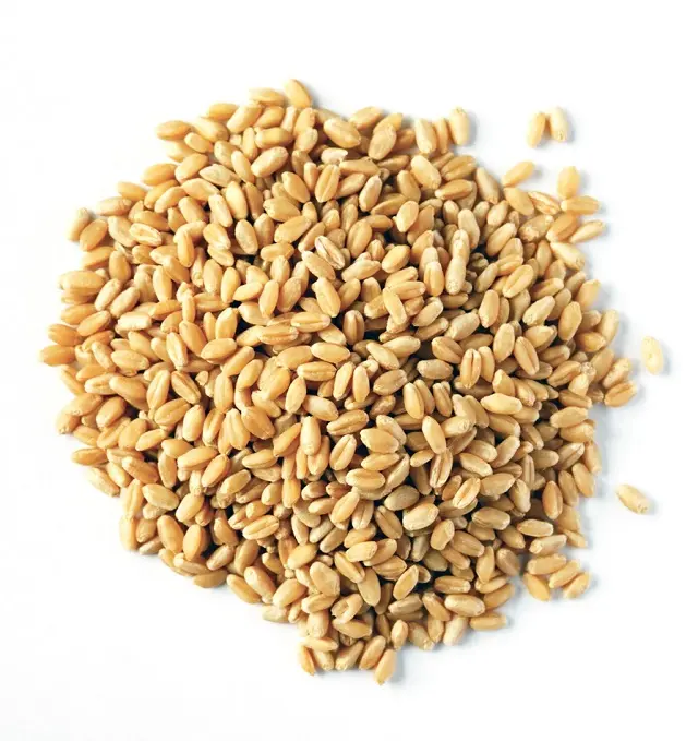 Alimento de trigo orgánico Natural para alimentación Animal, 50Kg, bolsa de embalaje, semillas de trigo, granos de cereales, venta al por mayor, Kazajstán