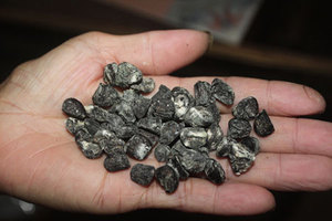 Superfina Michelia tonkinensis de Vietnam - Product Image 2