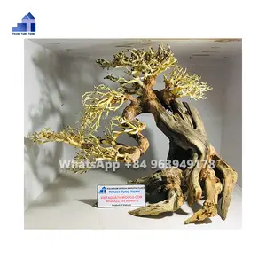 2023 di alta qualità Bonsai Driftwood albero di muschio acquatico per acqua dolce Aquascape WhatsApp + 84 963949178