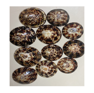 Cellana redonda pulida, carcasa Natural artesanal - Product Image 1