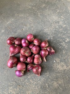 THE BEST QUALIFY FRESH <strong>ONION</strong> for EXPORT ORIGIN VIET NAM - Product Image 3