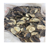 Coquillage Murex, coquille d'opéra/coquille d'opéra/coquillage moins cher 99GD