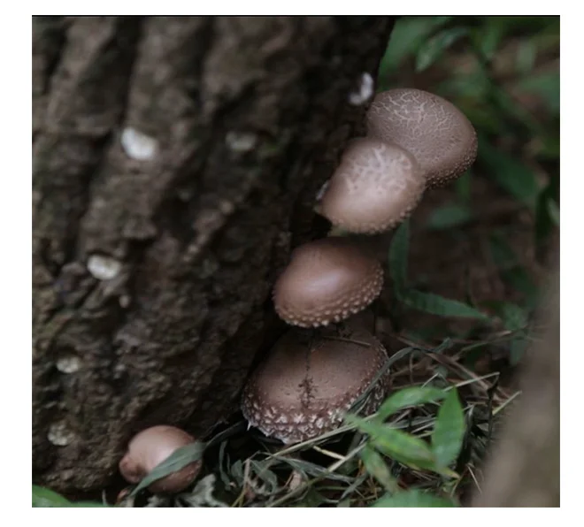 Premium quality Korean 100% natural 5-7cm Diameter Shiitake