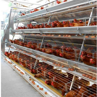 Cages à poules pondeuses de type batterie, fournies par l'usine pour l'élevage avicole