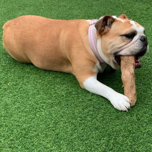 Viet Delta Best Hard & Natural 100% Pure Vietnamese Coffee Wood Dog Chew-Vivian Ha + 84 33 88 20 462 - Product Image 4