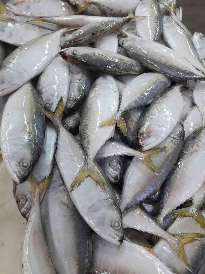 Frozen Horse Mackerel / Fish From Vietnam Cheap Price