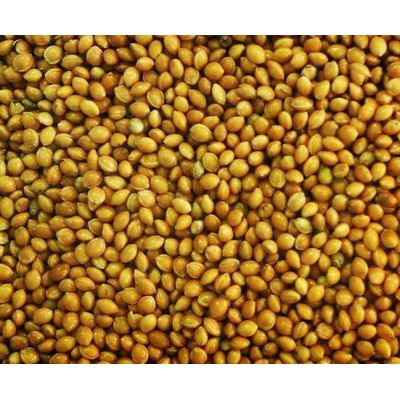 Натуральные органические зерна и мука из проса оптом