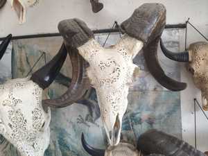 งานแกะสลักกะโหลกศีรษะของแกะ ศิลปะพื้นบ้าน ไม้คุณภาพสูง แกะสลักละเอียด 100% ทำด้วยมือในบาหลี - Product Image 6