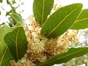 El mejor precio para Bahía seca cruda/BAHÍA DE Vietnam - Product Image 4