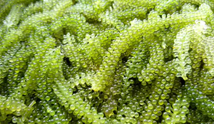 MEJOR PRECIO ALGA MARINA LATO/ CAULERPA LENTILLIFERA/ UVA DE MAR/ VICKY +84 90 393 1029 - Product Image 3