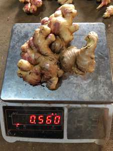 Jengibre fresco de la mejor calidad de Vietnam - Product Image 5