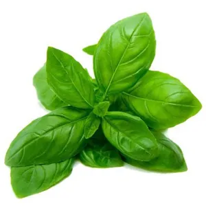 Basilico idrosol per alleviare la stitichezza basilico organico idrosol Tulsi Leaf 100% puro e naturale a prezzi all'ingrosso