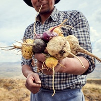 Cápsula de polvo de Maca amarilla, excelente calidad, superventas, de Perú