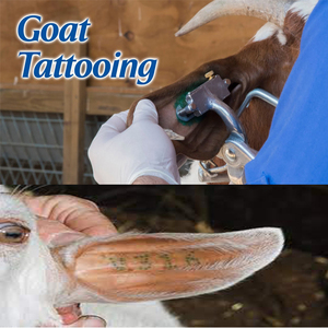 Pinzas para Tatuaje de Orejas Reutilizables de Alta Calidad al por Mayor para Perros y Ovejas, Herramientas de Manejo de Ganado, Kit de Tatuaje Animal - Product Image 6