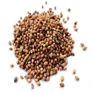 Coriander Seed Coriandrum Sativum Dhaniya Seed Rich In Immune Boosting Antioxidants Good For Heart