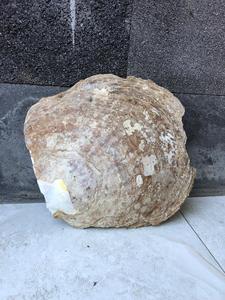 Tự Làm Mẹ Của Ngọc Trai Nguyên Biển Tự Nhiên <span class=keywords><strong>Shell</strong></span> Cho Đồ Trang Sức Hoặc Trang Trí Nhà - Product Image 3