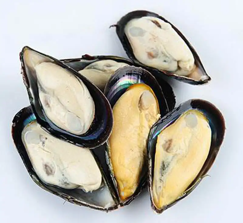 高品質の貝殻冷凍共通ハーフシェルムール貝