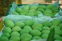 Verse KENT-variëteit groene mango, kwaliteit A, 10 kg, uit Dong Thap, Vietnam - Contact 0084 989 322 607 - 90 dagen houdbaarheid