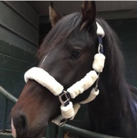 Halters en molleton coloré rembourré