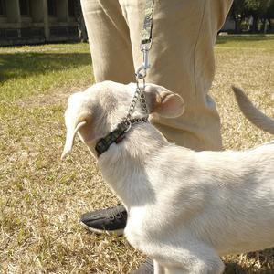 High Quality Classic Iron Solid Martingale <b>Collar</b> with 3-Oring Triangle Chain for <b>Dog</b> <b>Training</b> - Product Image 4