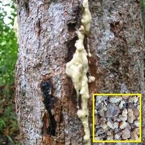 ยางเบนโซอินสยามแท้ คุณภาพพรีเมียม ผลิตจากเวียดนาม/ ยางเบนโซอินคุณภาพสูงสำหรับน้ำมันหอมระเหย / ชินทราน +84382089109 - Product Image 4