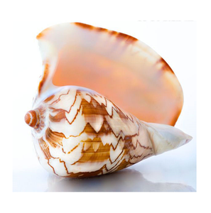เวียดนามจัดหาเปลือกหอยทะเลขัดเงาขนาดใหญ่สำหรับตกแต่งผนัง เปลือกหอยขัดเงาขนาดใหญ่สำหรับงานฝีมือธรรมชาติ ตกแต่งบ้านและโรงแรม - Product Image 5