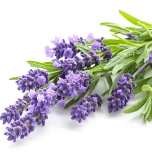 Lavender Essential Oil Supplier Wholesale Emollient Vegetable Oil Repair Hair Damage Essential oil for Facial and Body