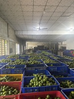 Verse Limoen Pitloze Groene Groothandel Vers Fruit/Verse Groene Citroen