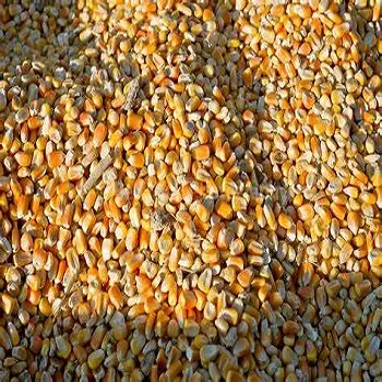 premium Best quality Baby Yellow Corn Grit For Animal Consumption Feed available in bulk quantity at wholesale prices