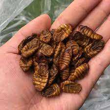 Pupae de gusano de seda seca para mascotas, MS May + 84 904183651, superventas - Product Image 5