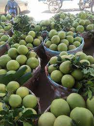 Pomelo / Toronja de Primera Calidad Hecho en Vietnam / Señora Nary +84 976 592 207 - Product Image 4