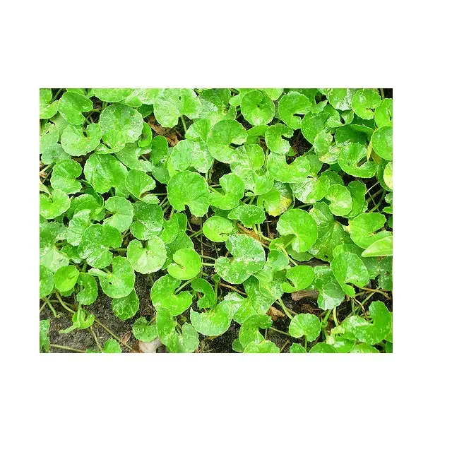 Centella (centella asiática)/ Gotu kola Tea-curar las heridas, mejorar la claridad mental y tratar la piel