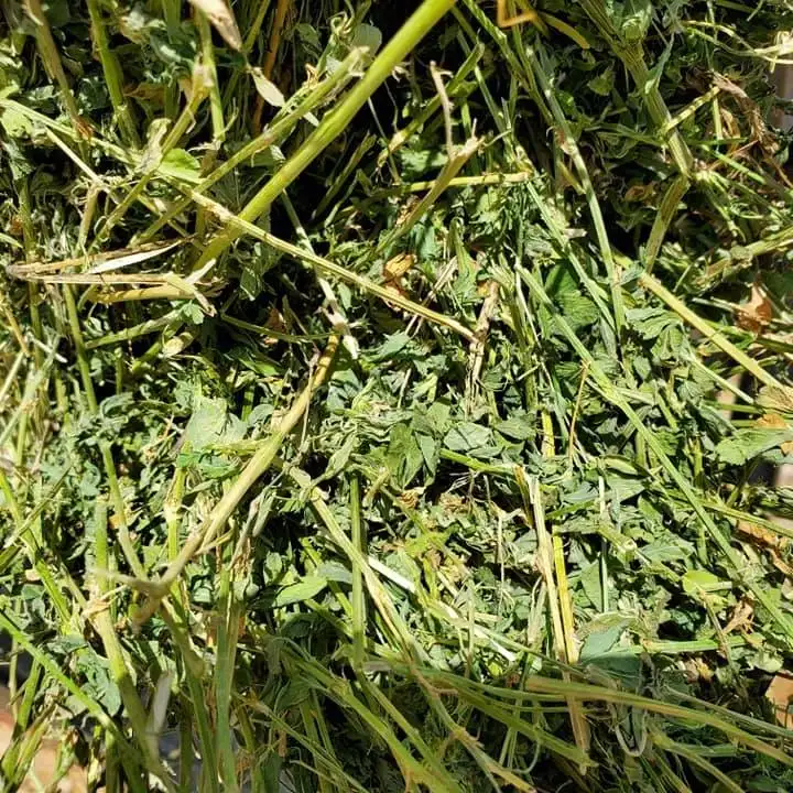 Fieno Alfafa di qualità per l'alfalfa di roba per l'alimentazione degli animali