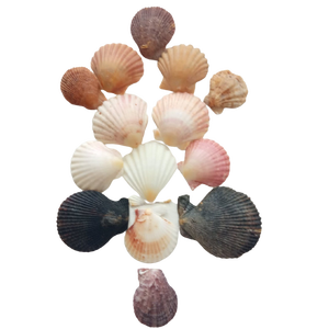 Concha de Vieira Seca de Alta Calidad a Bajo Precio de Vietnam/Sra. Thi Nguyen +84 988 872 713 - Product Image 1