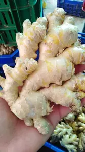Purc — certification du gingembre frais, combler les aliments importés, en grande quantité 2021