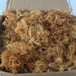 สาหร่ายอีวิเชียมา สปิโนซัม / ไอริชซีมอส - Product Image 2