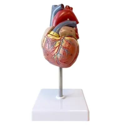 Menschliches Herz Modell-3 Teile menschliche Anatomie Biologie Bildungs modell Radikaler Hersteller